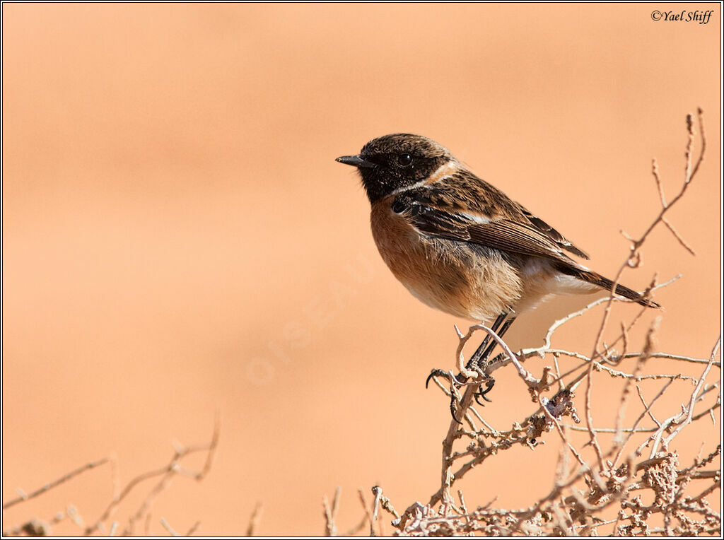 European Stonechat male