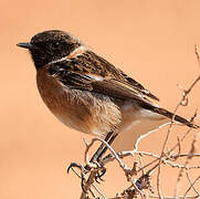 European Stonechat