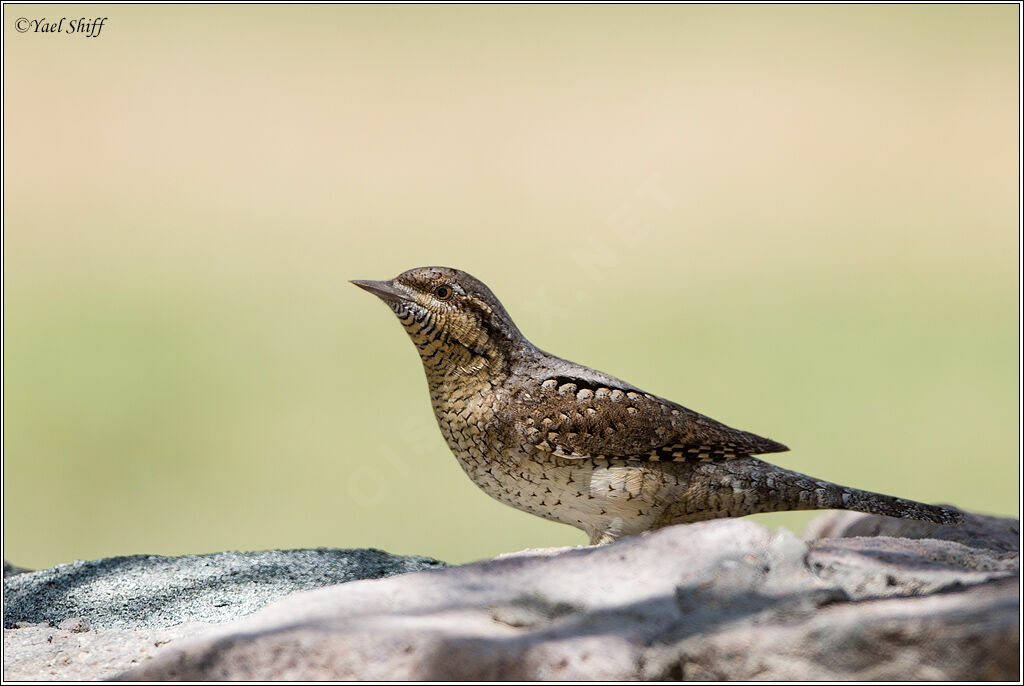 Eurasian Wryneck