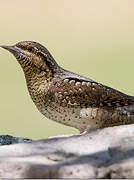 Eurasian Wryneck