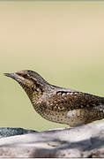 Eurasian Wryneck