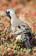 Namaqua Dove