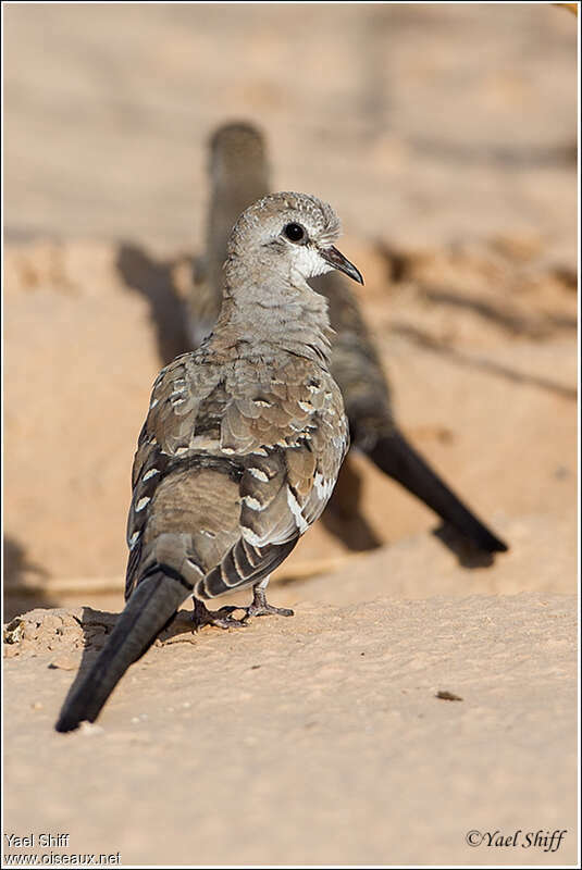 Namaqua Dovejuvenile, identification