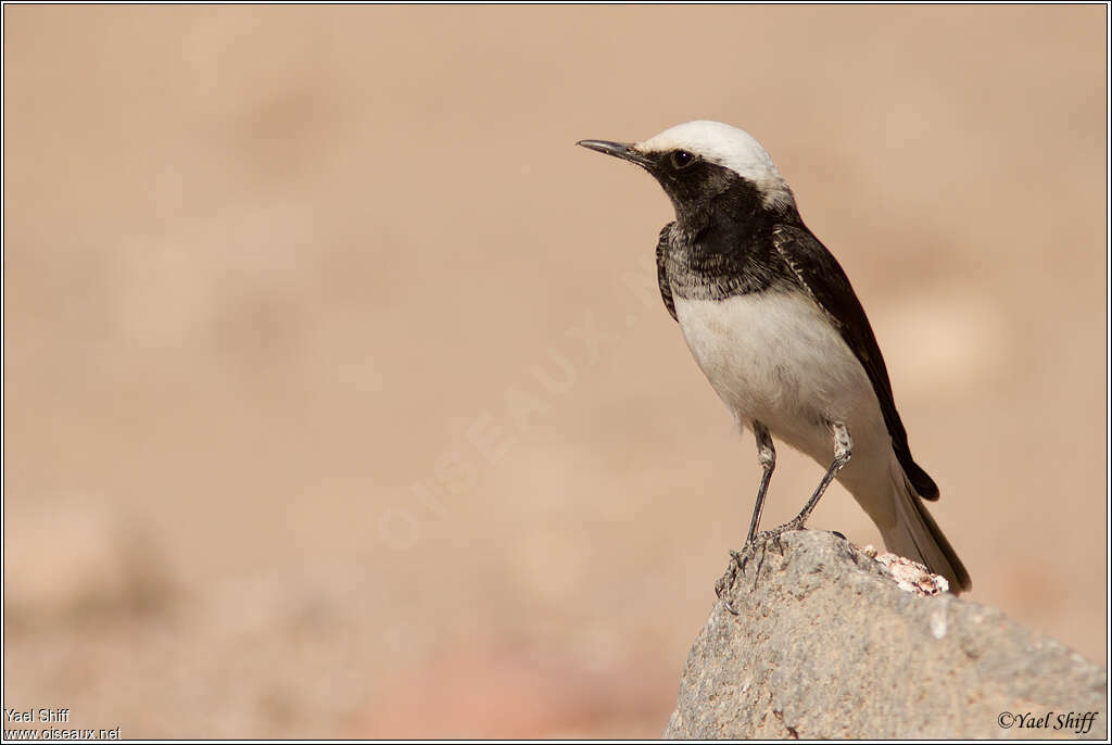 Hooded Wheatear, identification