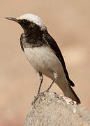 Hooded Wheatear