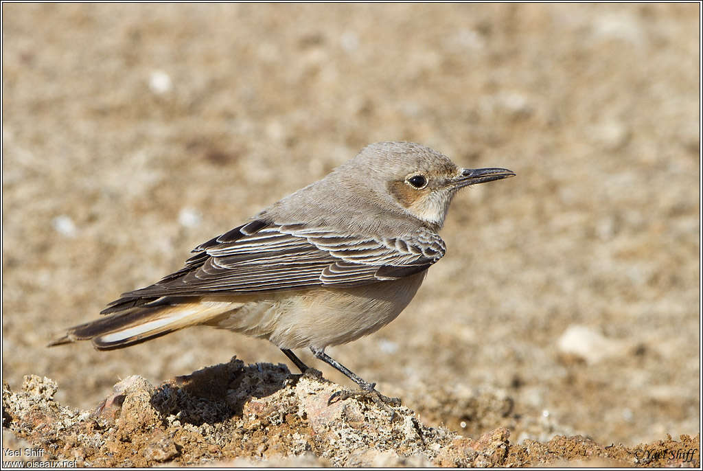 Hooded Wheatear female adult, identification