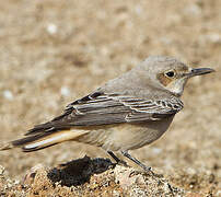 Hooded Wheatear