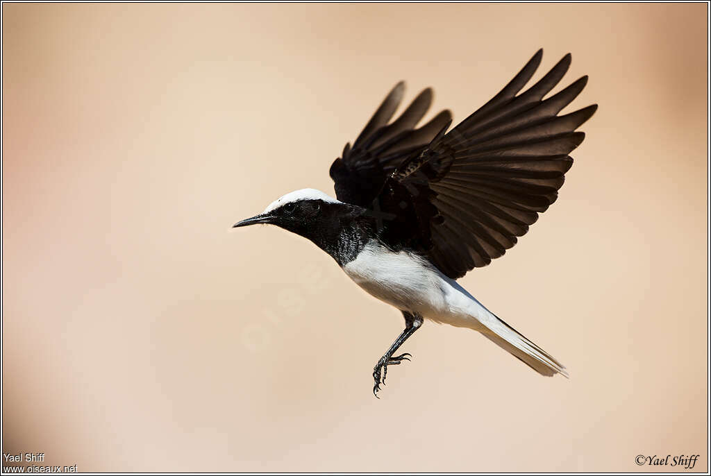 Hooded Wheatear male adult, pigmentation, Flight