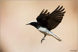 Hooded Wheatear