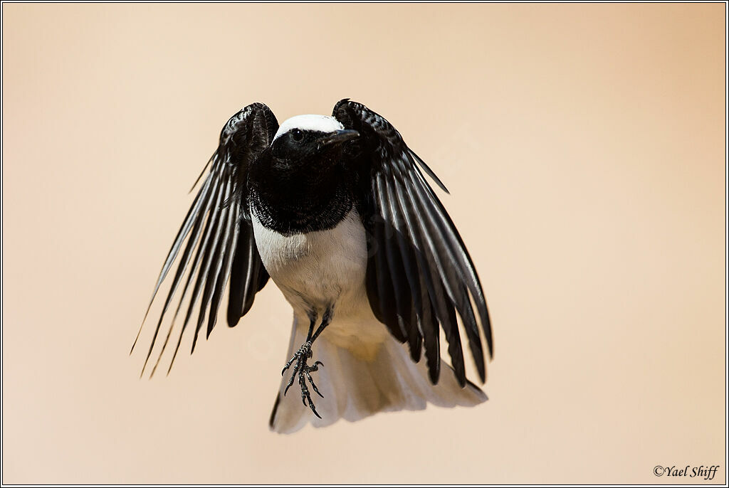 Hooded Wheatear