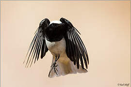 Hooded Wheatear