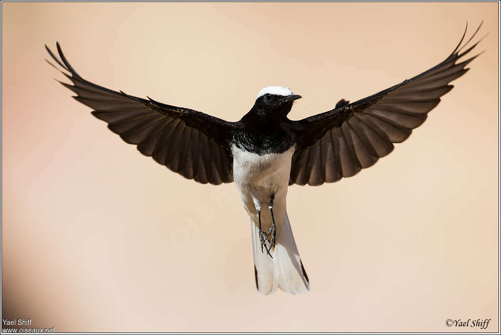 Hooded Wheatear male adult, aspect, pigmentation, Flight