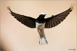 Hooded Wheatear