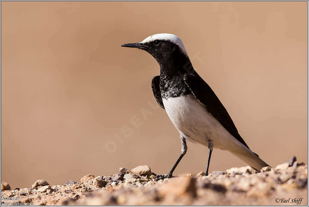 Hooded Wheatear male adult, identification