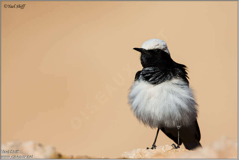 Hooded Wheatear male adult, close-up portrait
