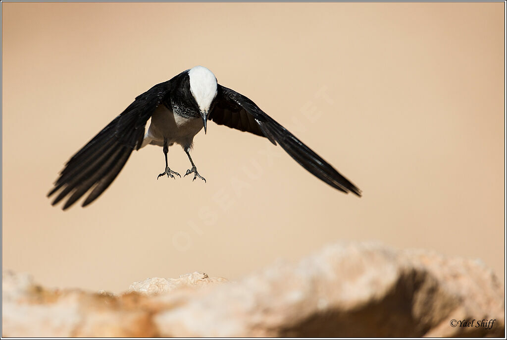 Hooded Wheatear