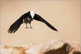 Hooded Wheatear