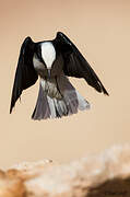 Hooded Wheatear