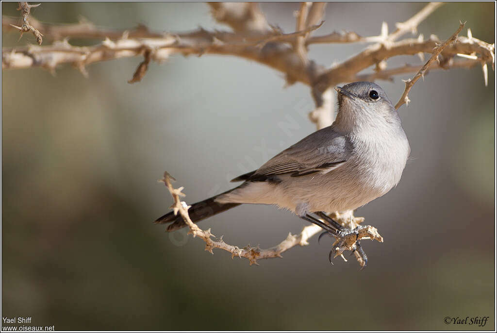 Blackstartadult, identification