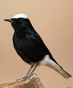 White-crowned Wheatear