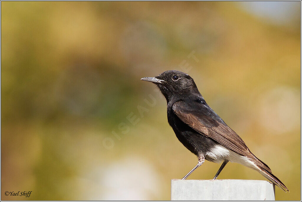 White-crowned Wheatearimmature