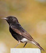 White-crowned Wheatear