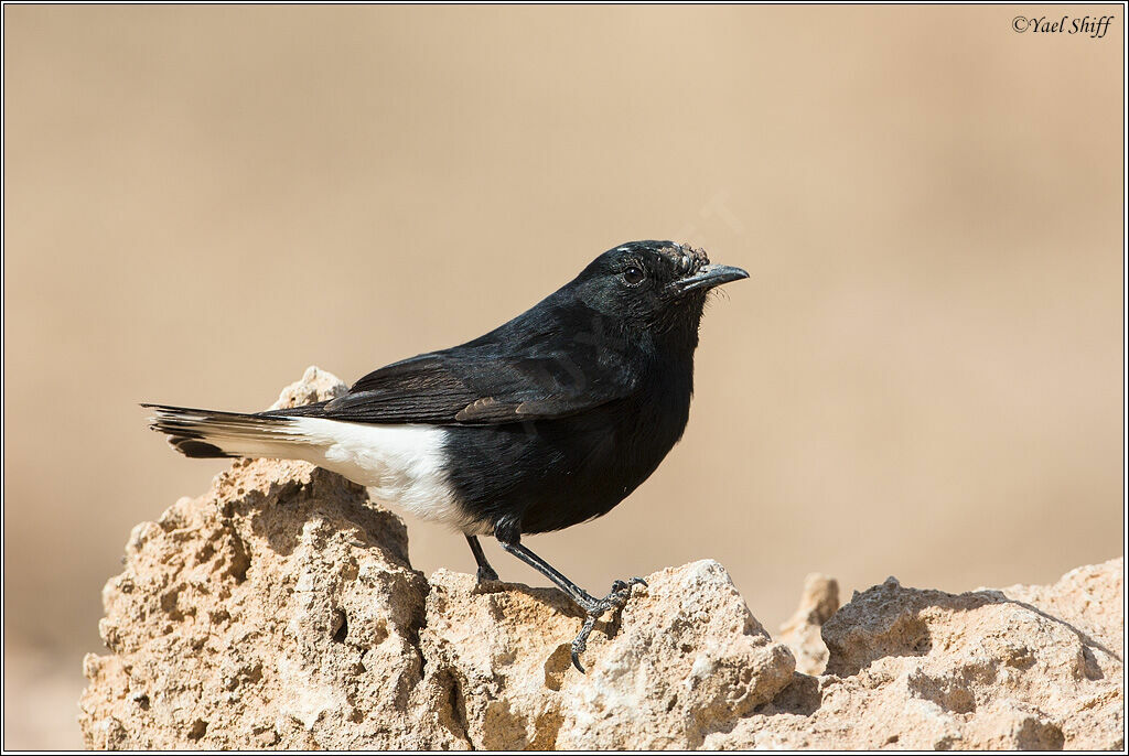 White-crowned Wheatear