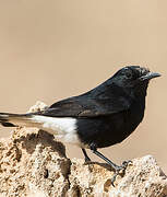 White-crowned Wheatear