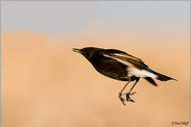 Mourning Wheatear