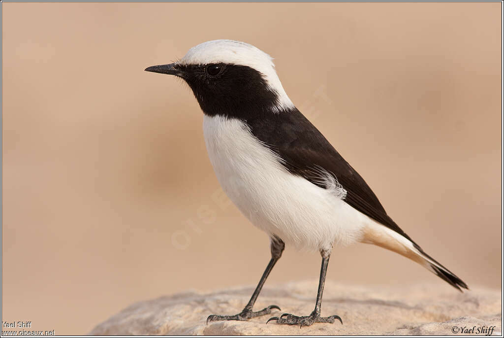 Mourning Wheatear male adult breeding, identification