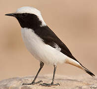 Mourning Wheatear