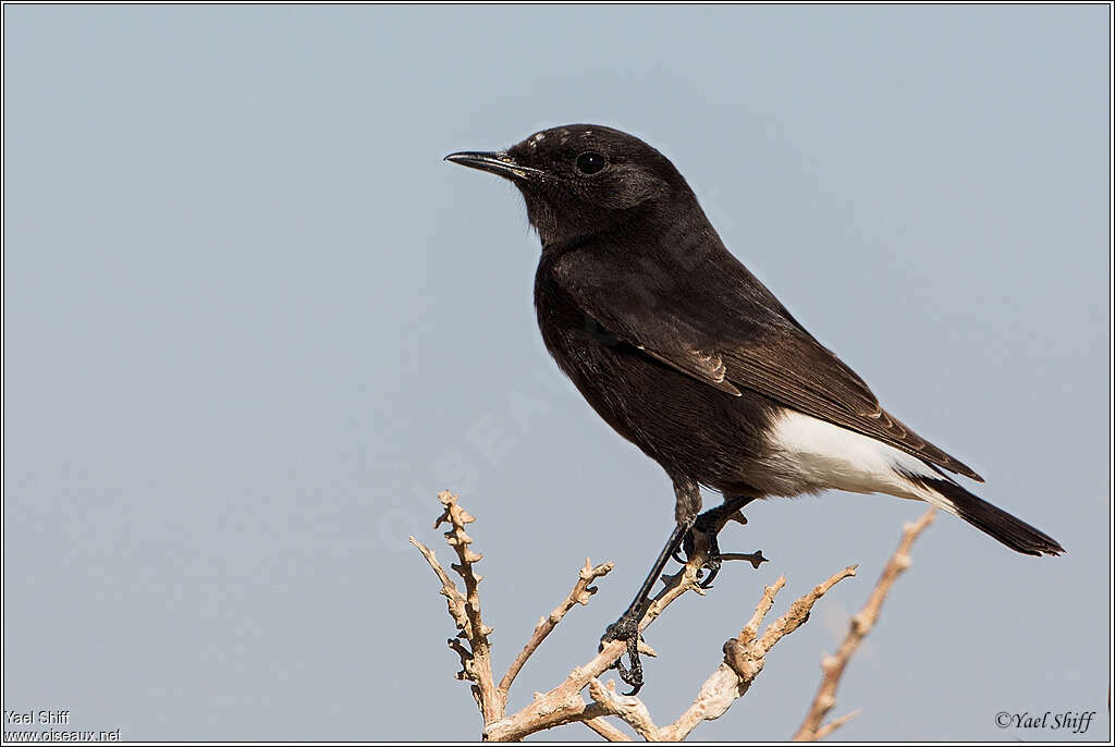 Mourning Wheatear male adult, identification