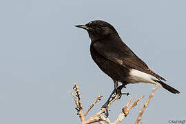 Mourning Wheatear