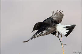 Mourning Wheatear