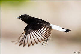 Mourning Wheatear