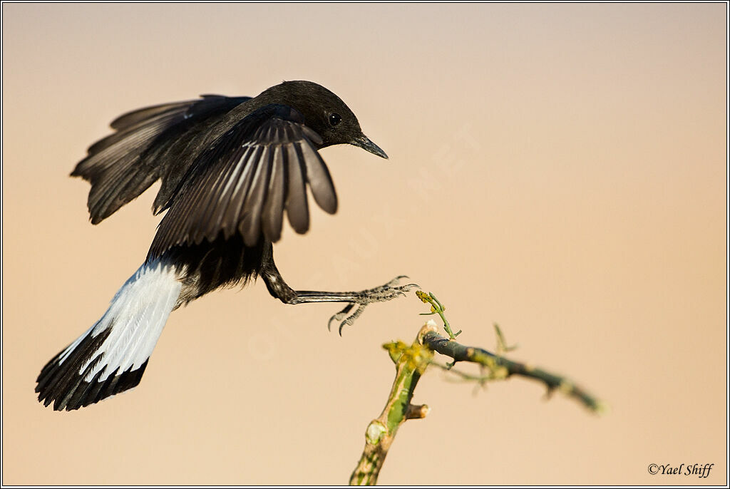 Mourning Wheatear