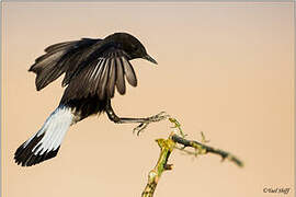 Mourning Wheatear