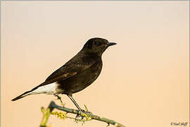 Mourning Wheatear