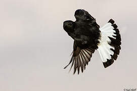 Mourning Wheatear