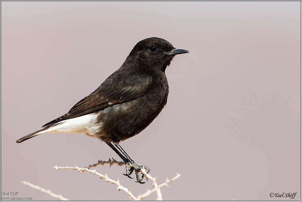 Mourning Wheatear male adult breeding, identification