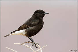 Mourning Wheatear