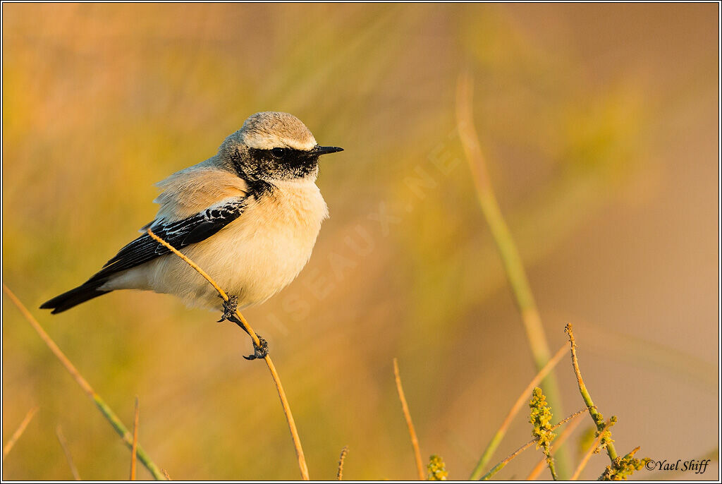 Desert Wheatear male adult