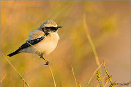 Desert Wheatear