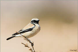 Desert Wheatear