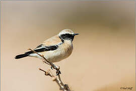 Desert Wheatear