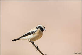 Desert Wheatear