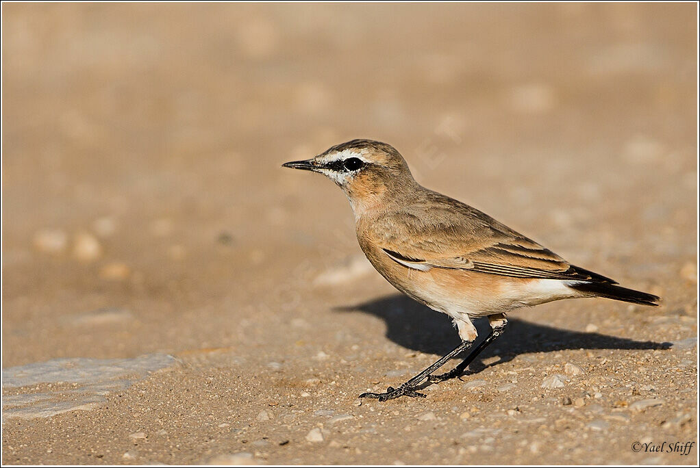 Isabelline Wheatear