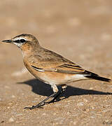 Isabelline Wheatear