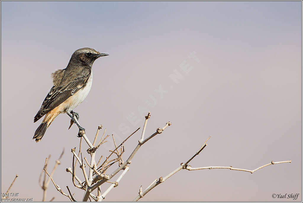 Kurdish Wheatear male adult post breeding, pigmentation, Behaviour