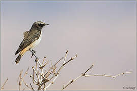 Kurdish Wheatear